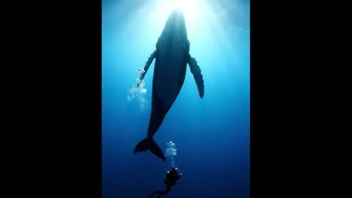 一路向西 bd - 深蓝星球：探索海洋深处的未知世界